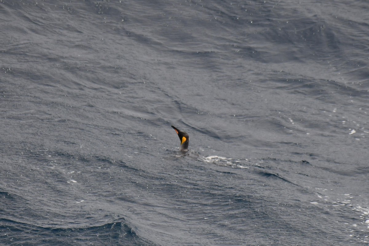 King Penguin - ML638851943