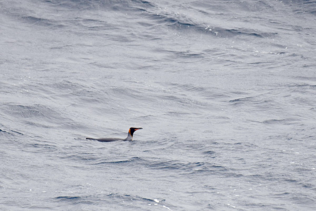 King Penguin - ML638851944