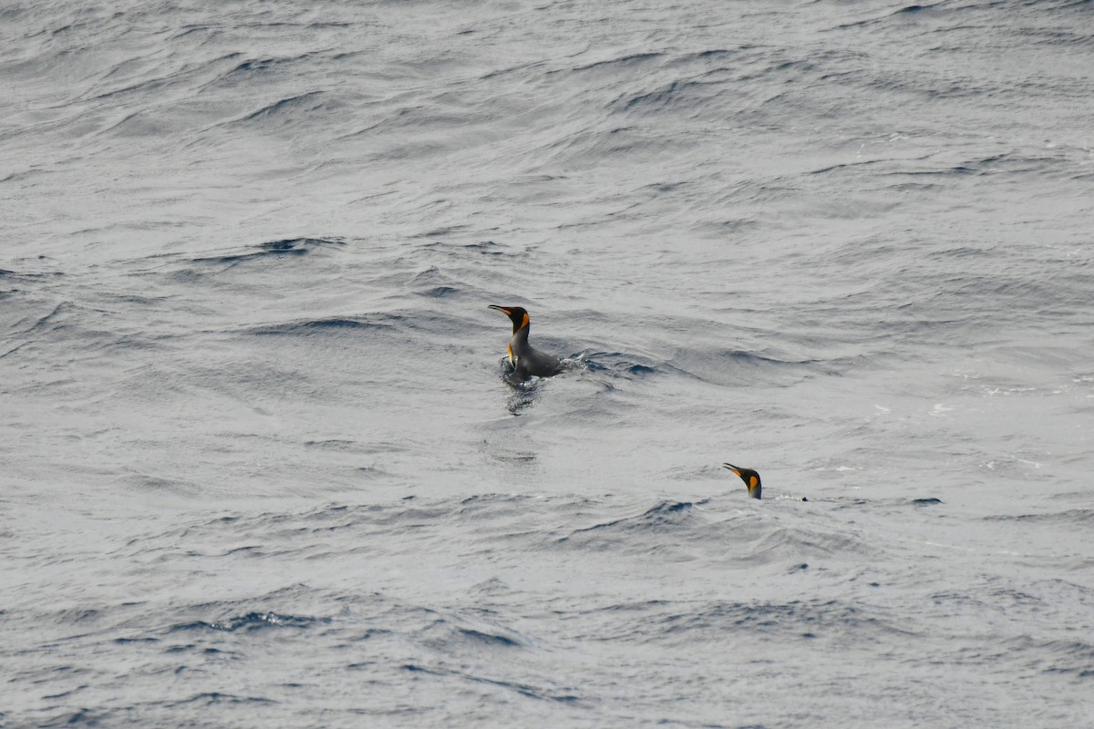 King Penguin - ML638851946