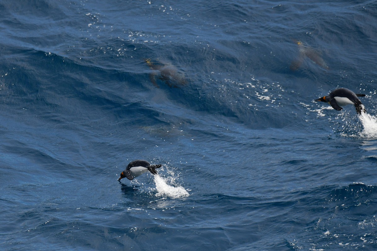 King Penguin - ML638851947