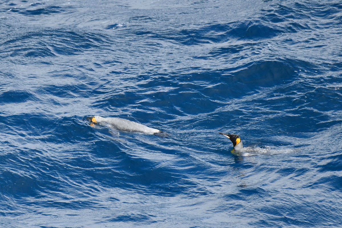 King Penguin - ML638851949