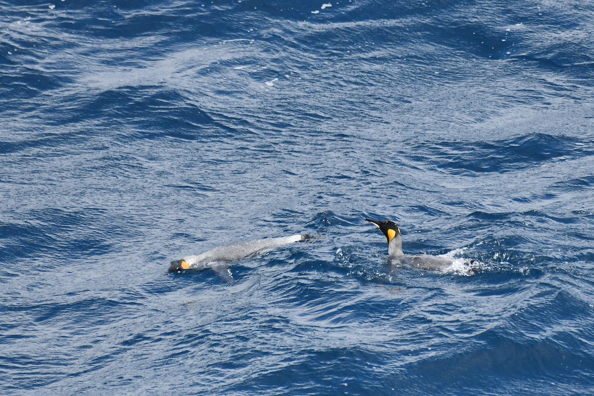 King Penguin - ML638851951