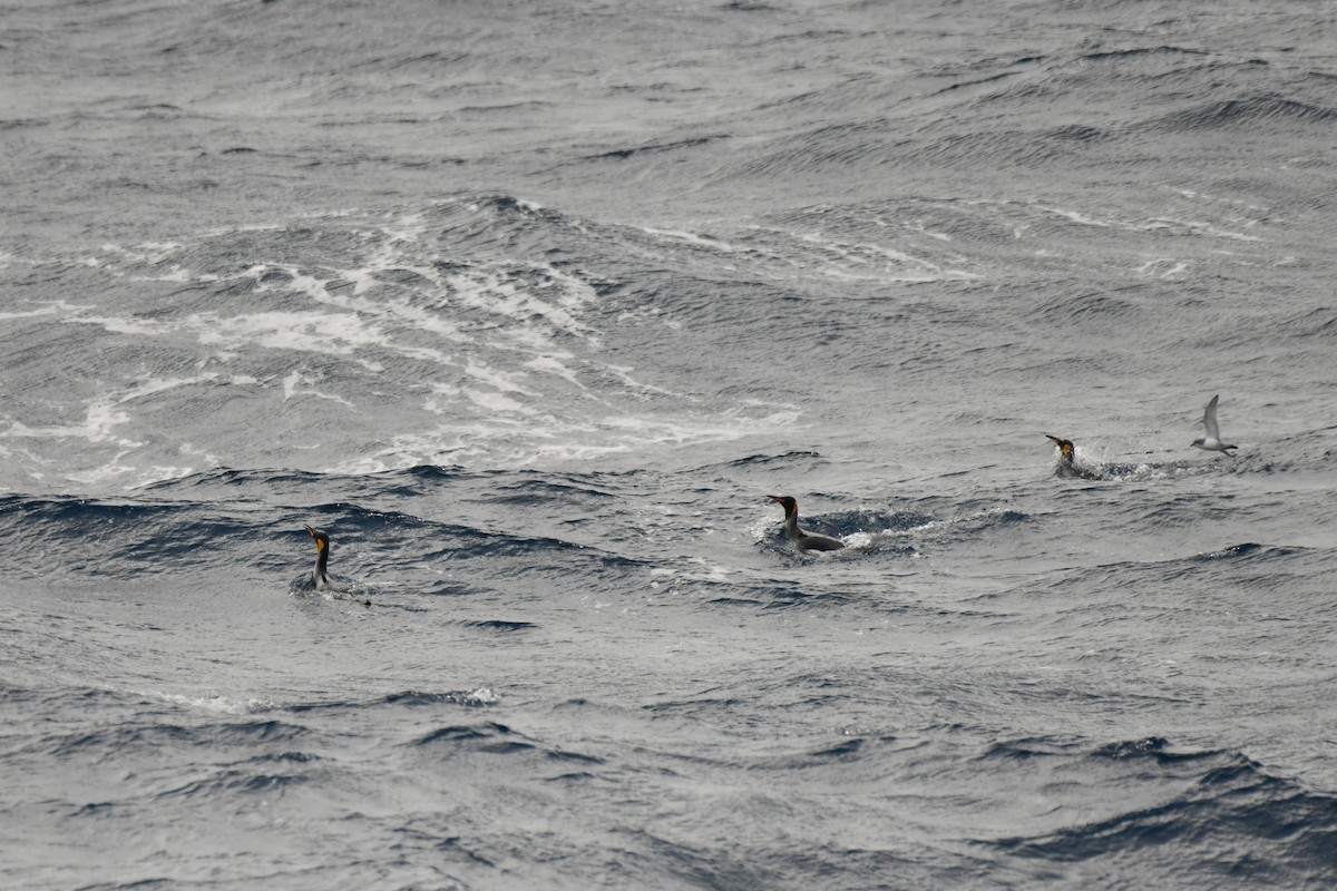 King Penguin - ML638851954