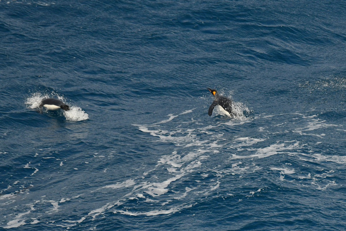 King Penguin - ML638851957