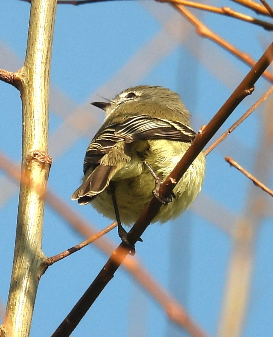 Straneck's Tyrannulet - ML638851966