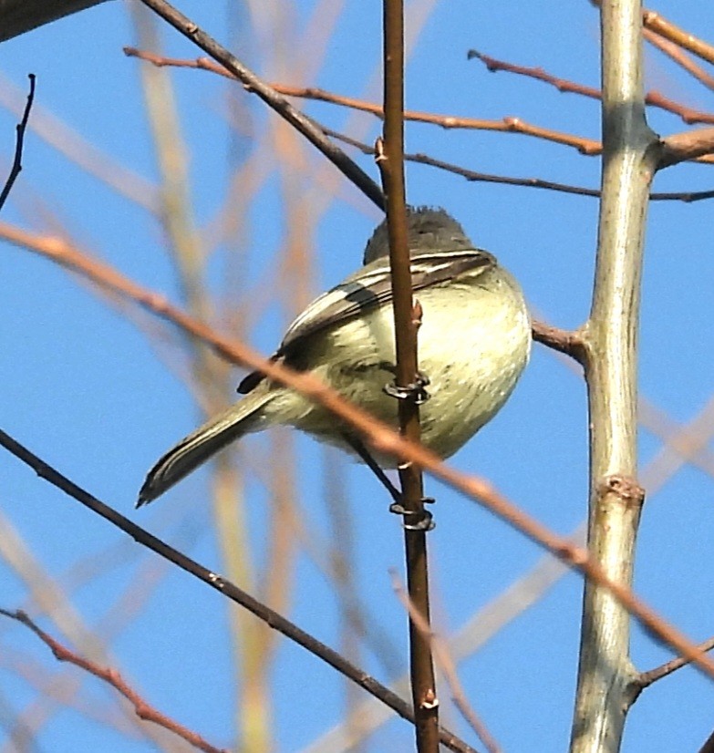 Straneck's Tyrannulet - ML638851968