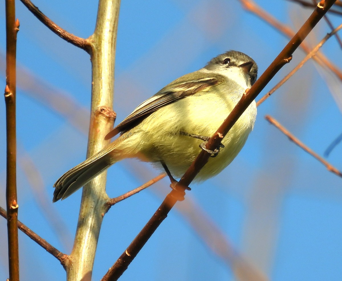 Straneck's Tyrannulet - ML638851969