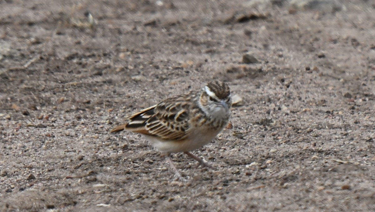Fawn-colored Lark - ML638851972
