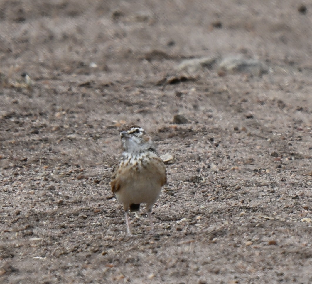 Fawn-colored Lark - ML638851974