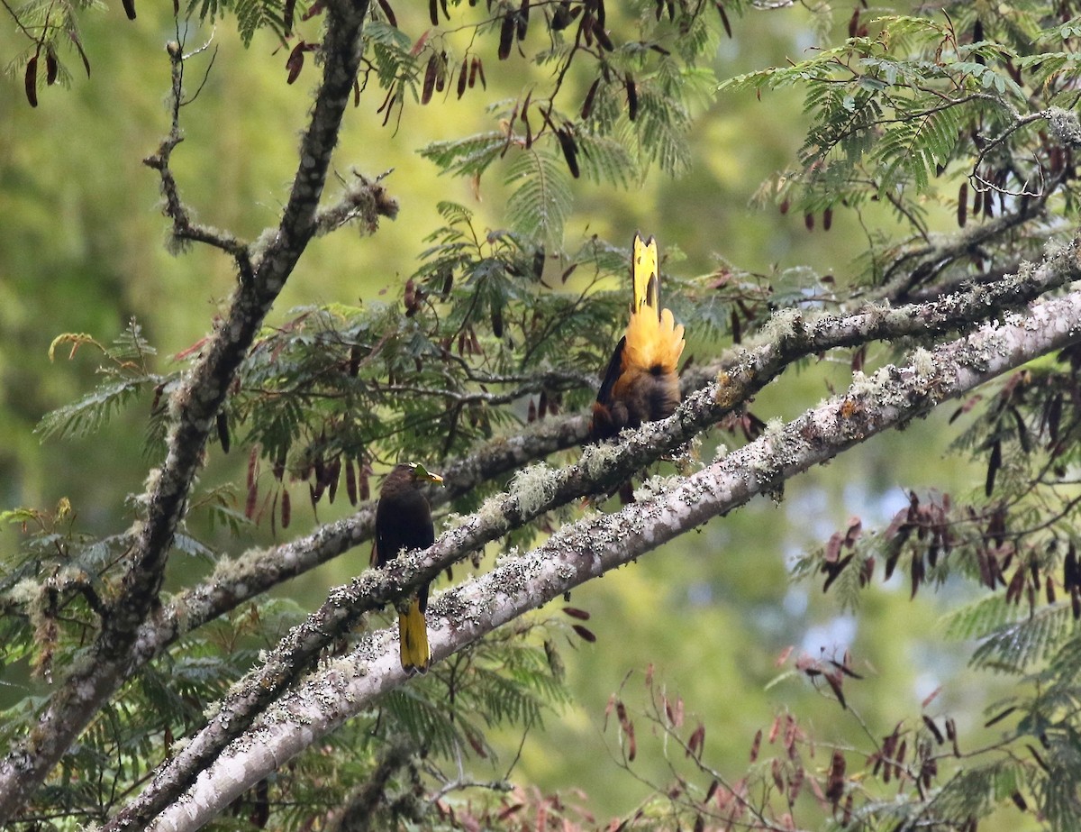 Russet-backed Oropendola - ML638851984