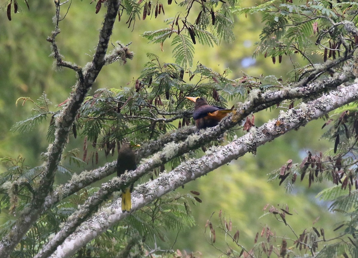 Russet-backed Oropendola - ML638852006