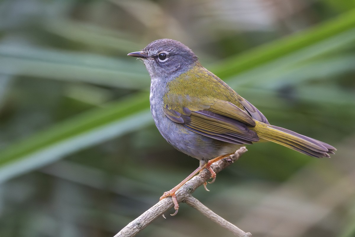 White-browed Warbler - ADRIAN GRILLI