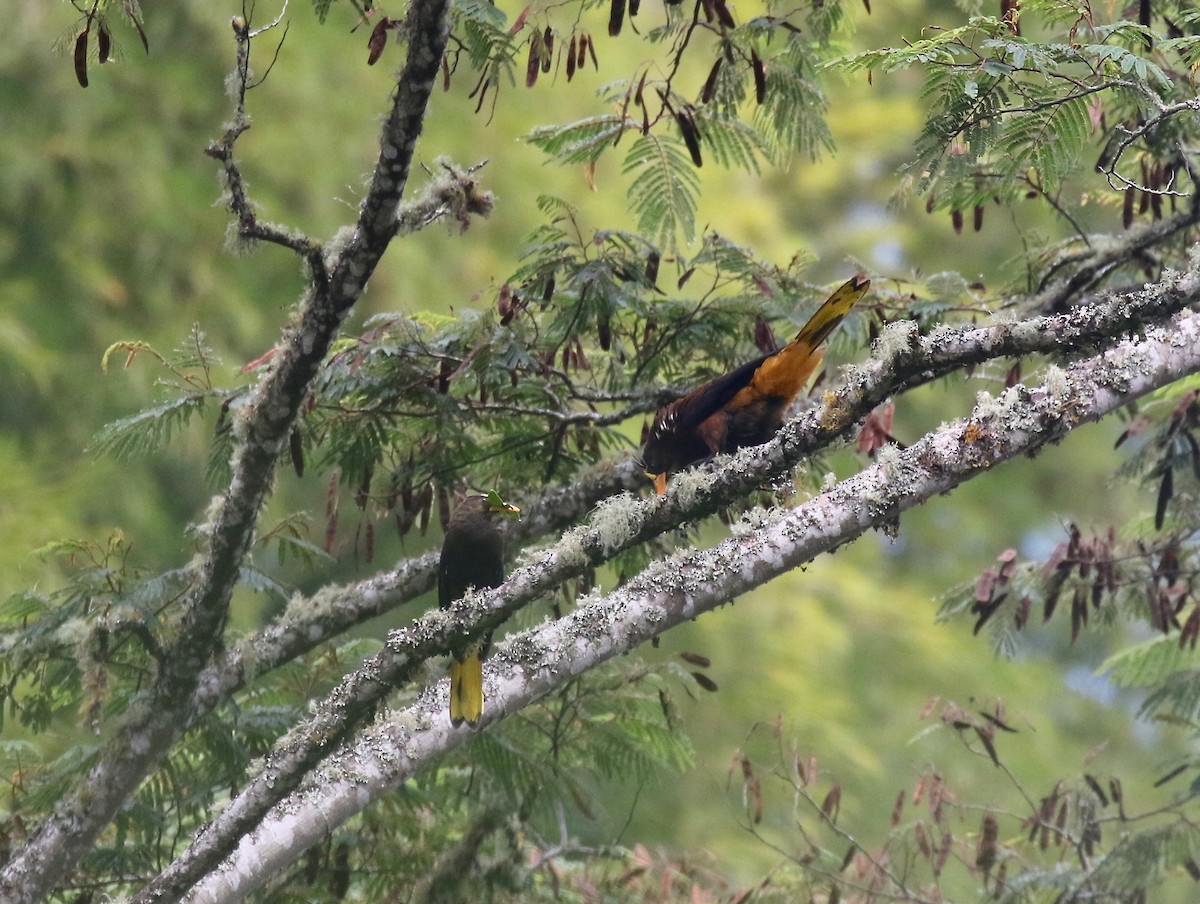 Russet-backed Oropendola - ML638852023