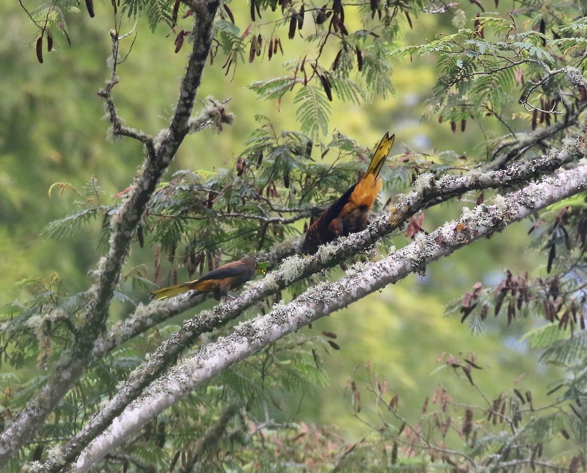 Russet-backed Oropendola - ML638852046