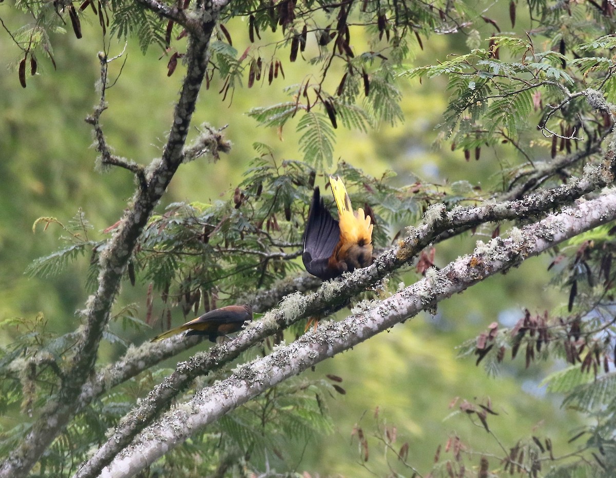 Russet-backed Oropendola - ML638852067
