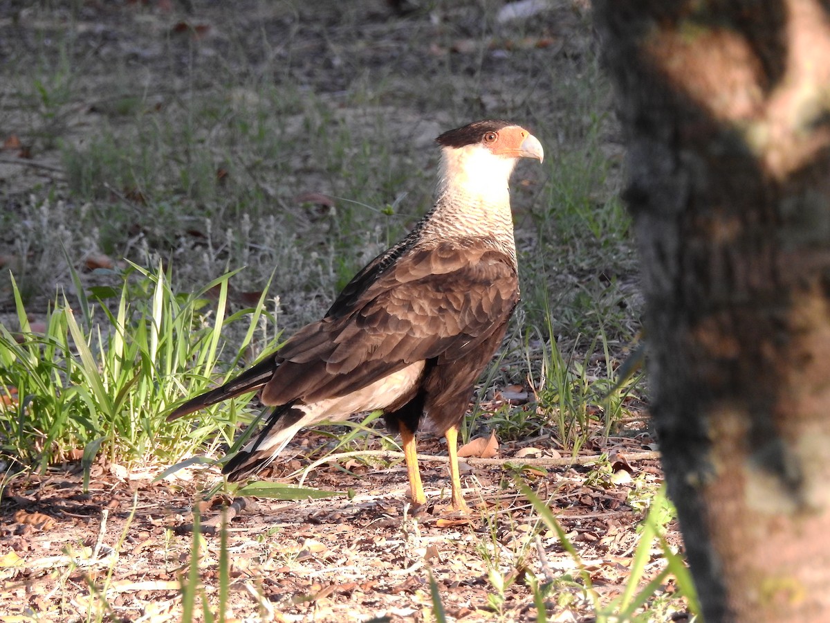 Crested Caracara (Southern) - ML638852086