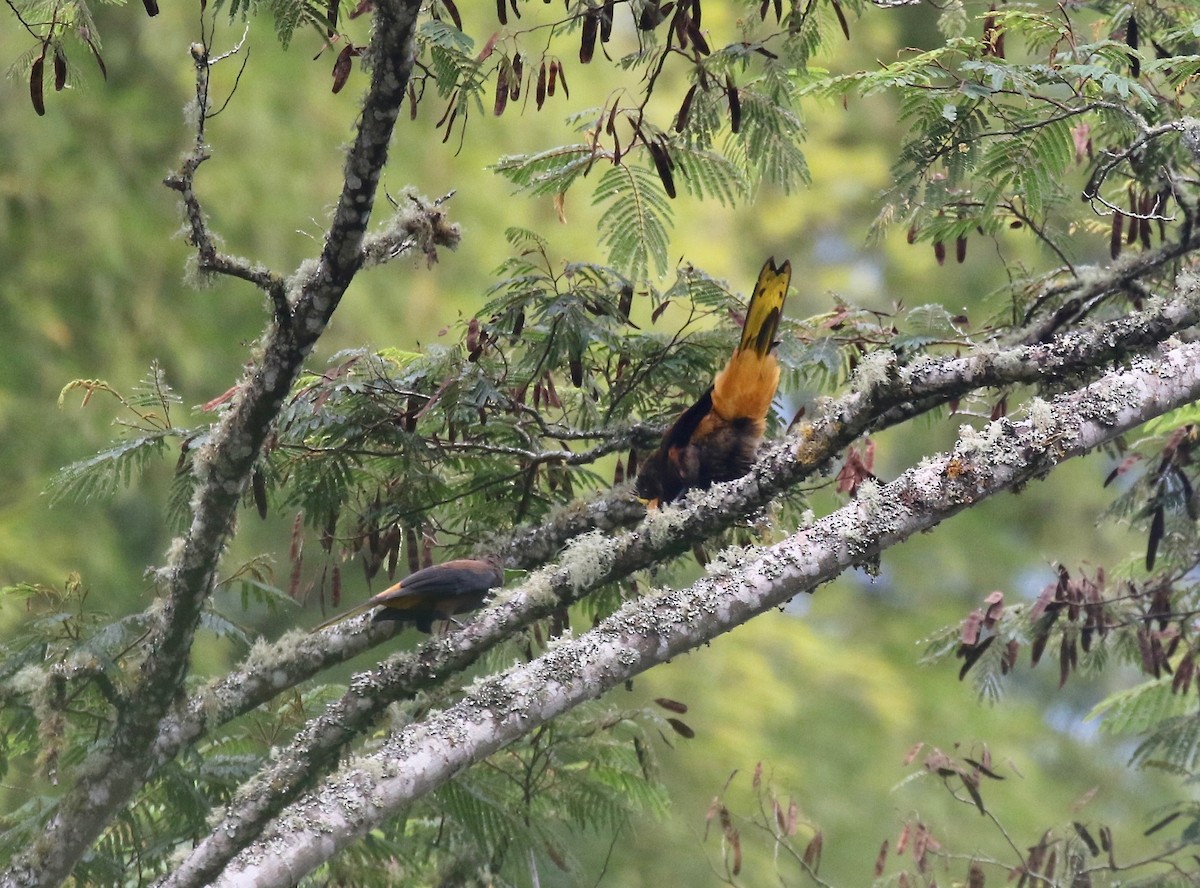 Russet-backed Oropendola - ML638852091