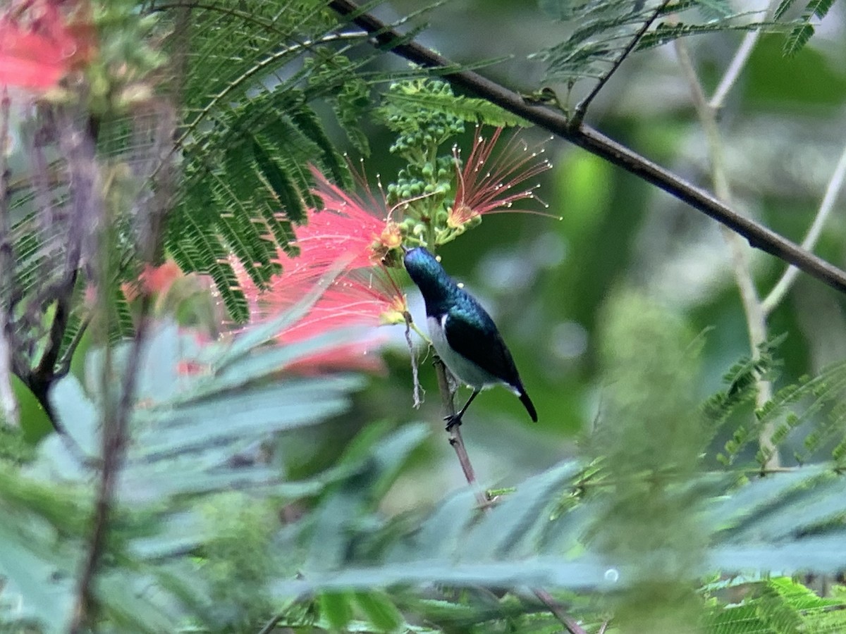 Amani Sunbird - ML638852098