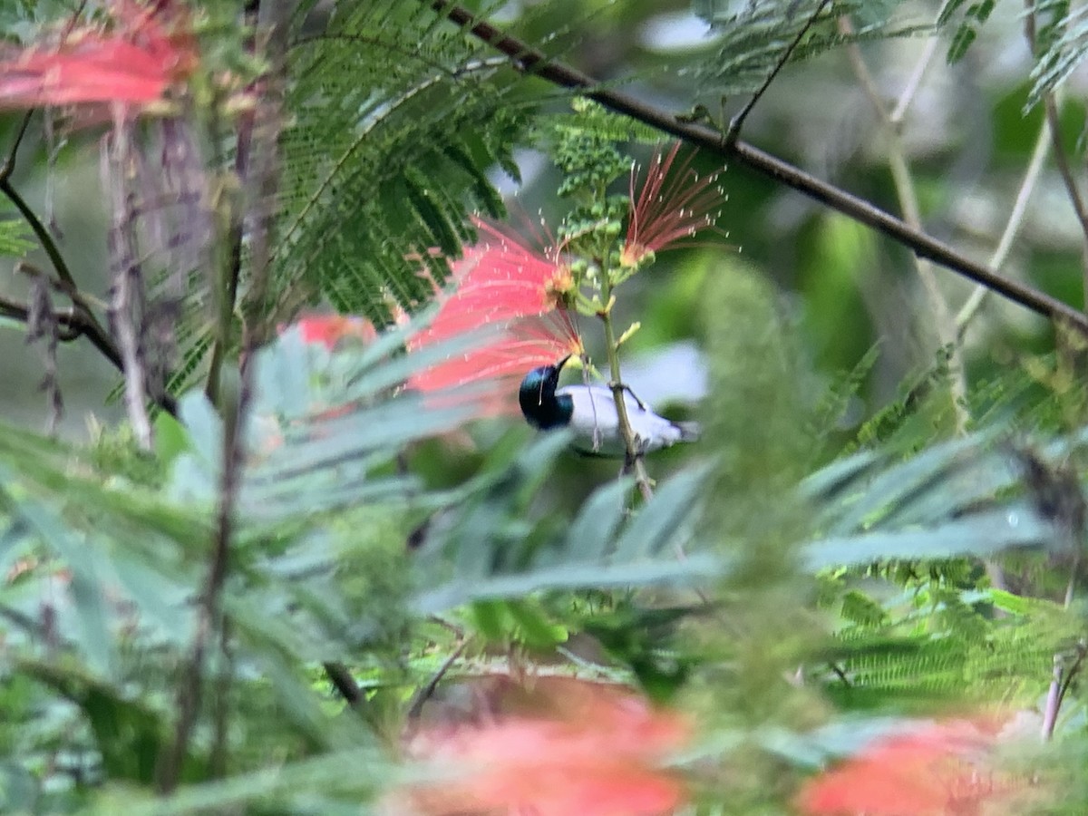Amani Sunbird - ML638852100