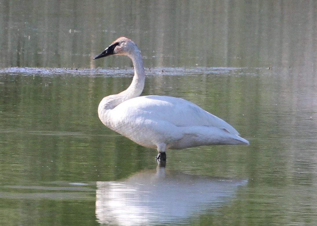 Trumpeter Swan - ML638852118