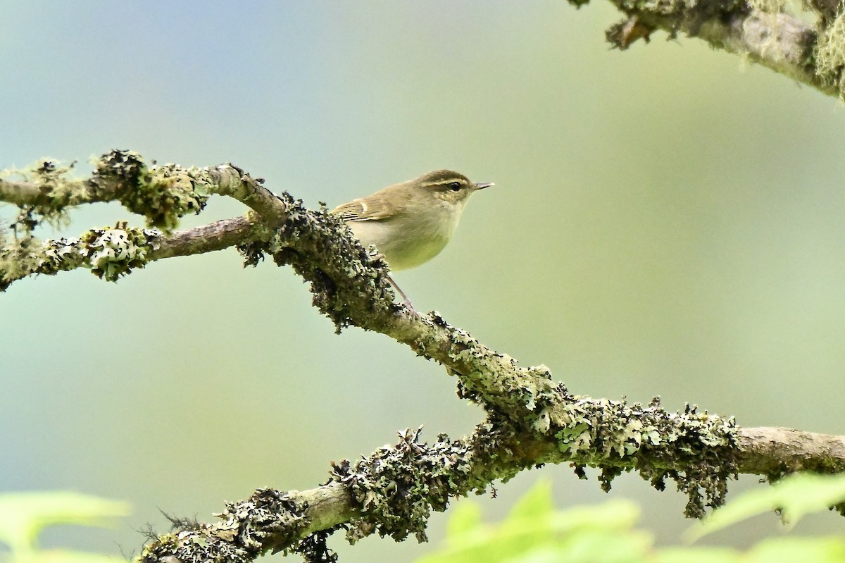 Large-billed Leaf Warbler - ML638852196