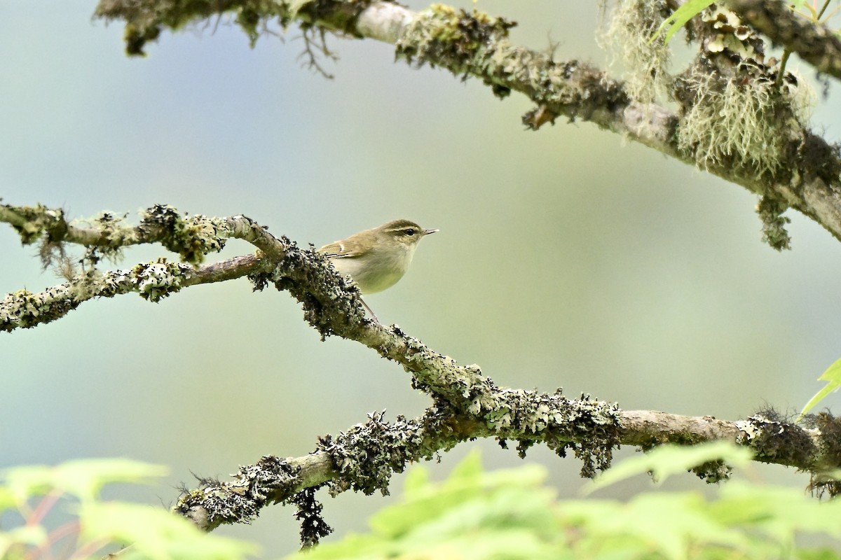 Large-billed Leaf Warbler - ML638852198