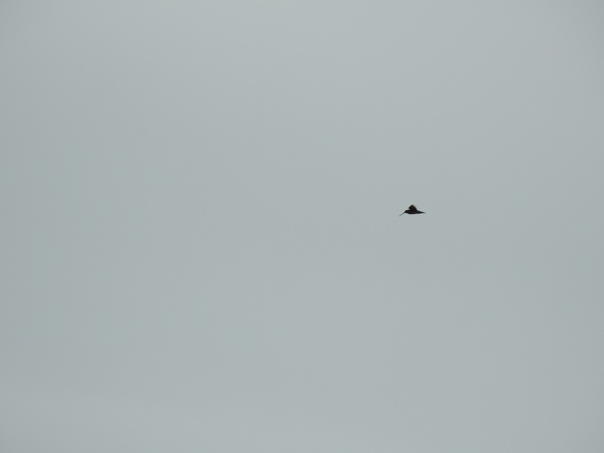 Wilson's Snipe - ML638852225