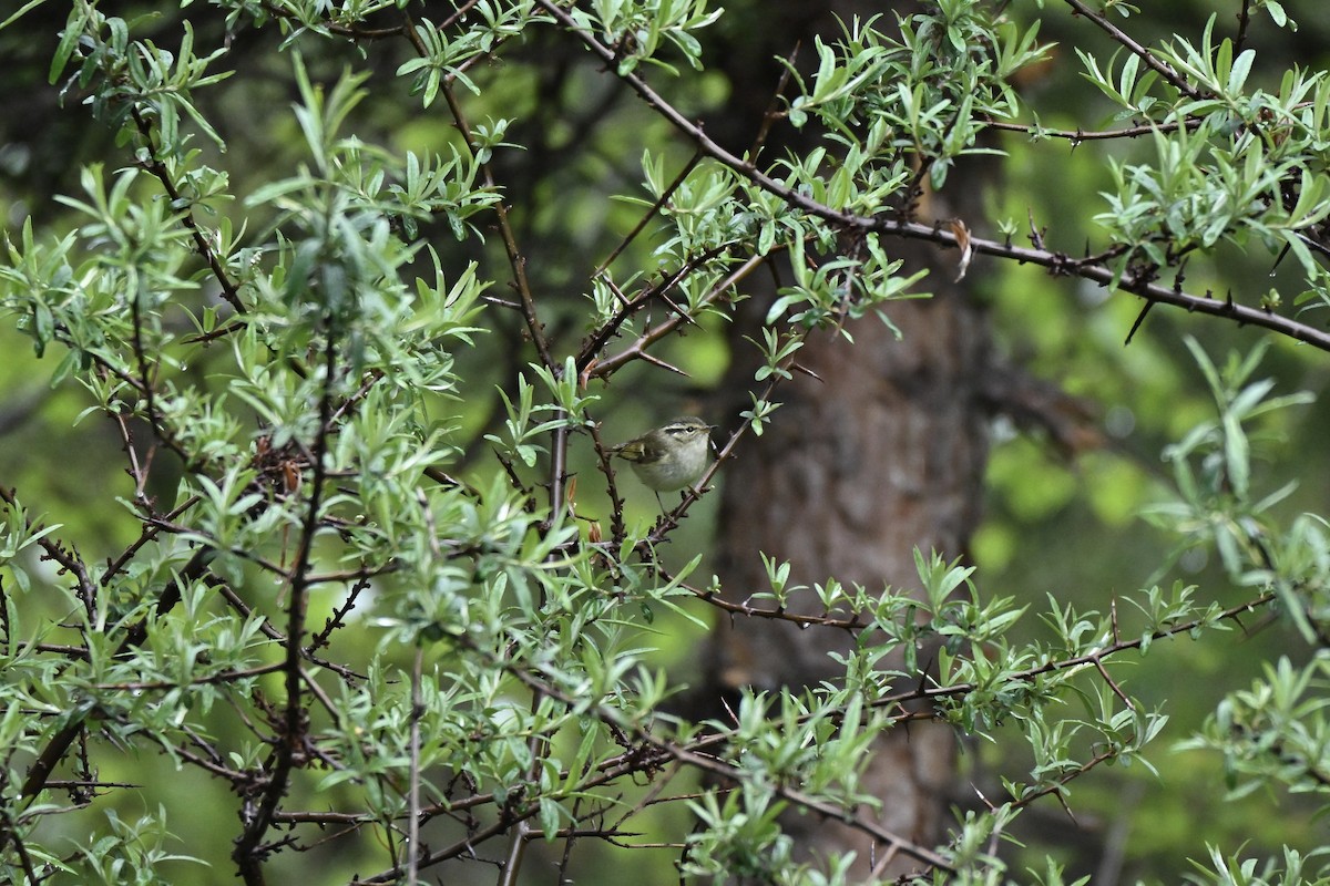 Chinese Leaf Warbler - ML638852242