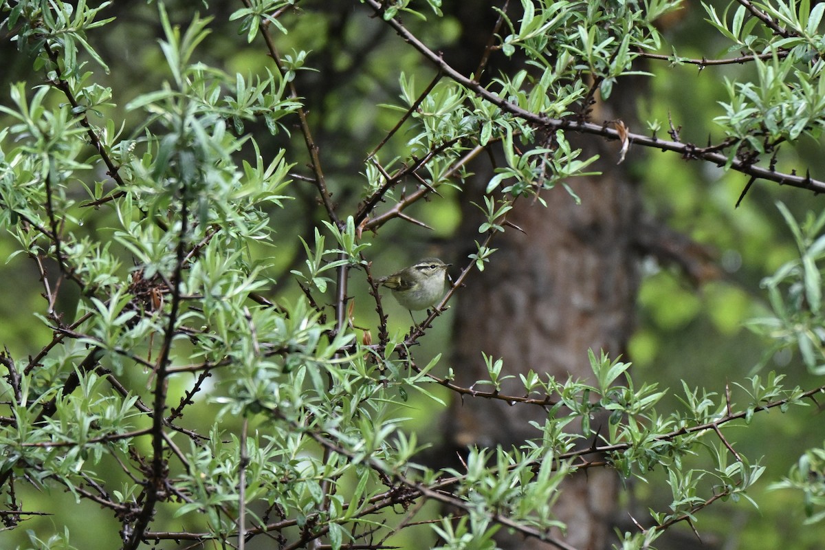Chinese Leaf Warbler - ML638852249