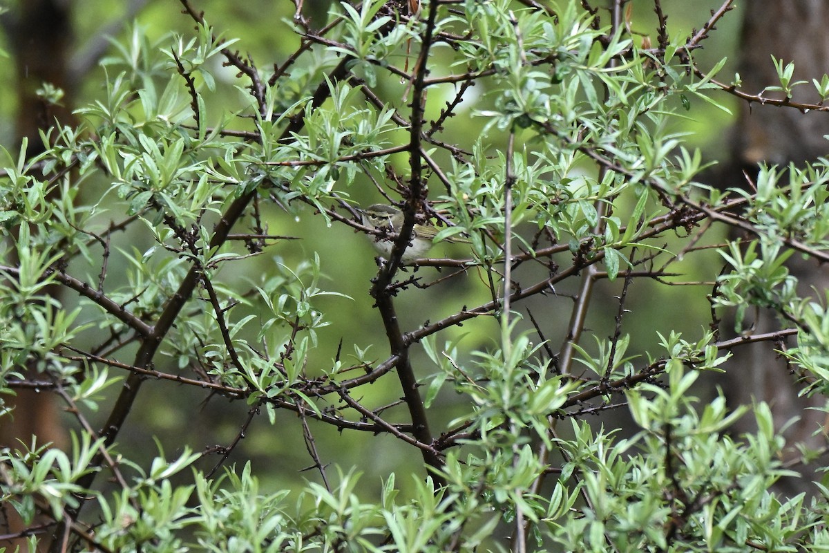 Chinese Leaf Warbler - ML638852255