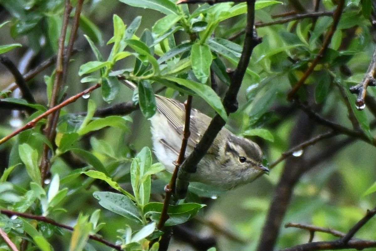 Chinese Leaf Warbler - ML638852259
