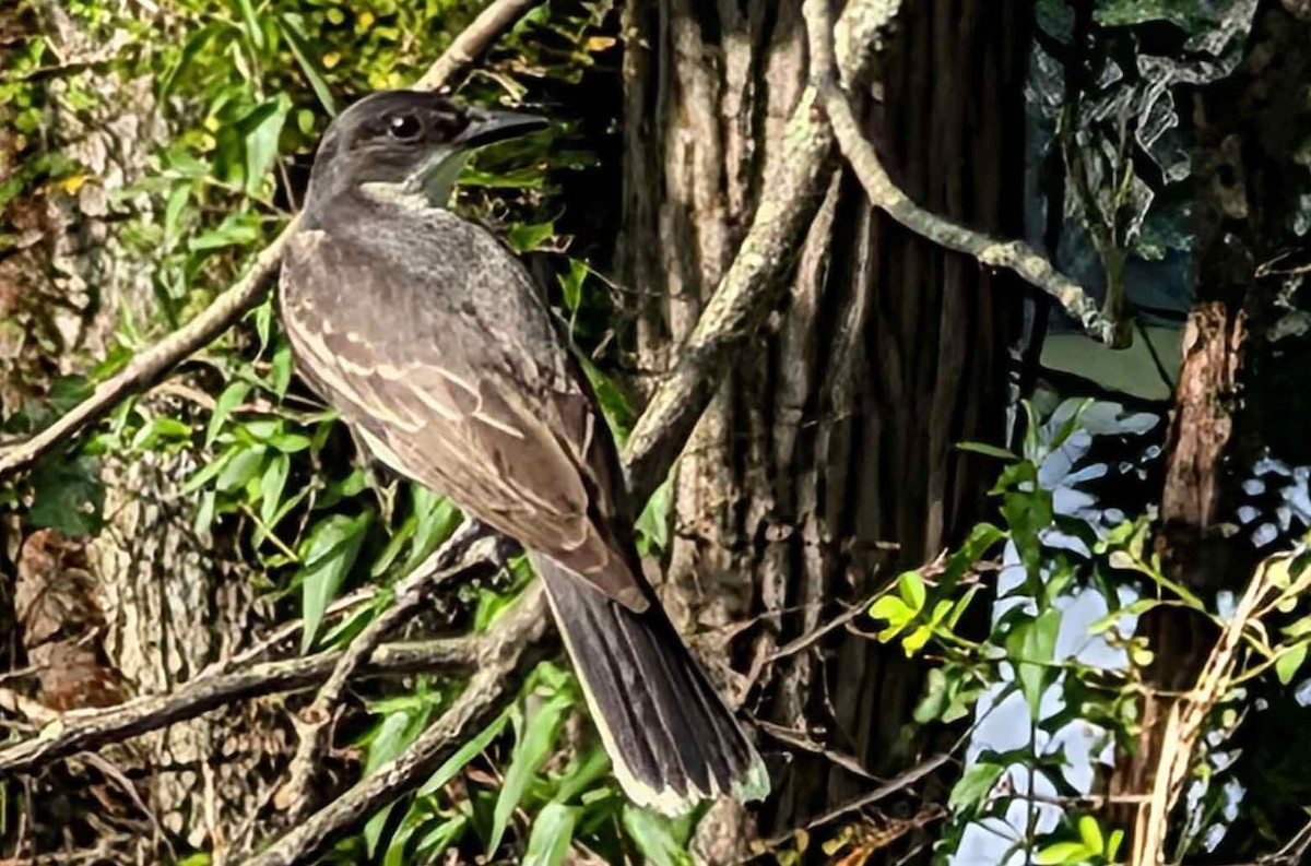 Eastern Kingbird - ML638852283