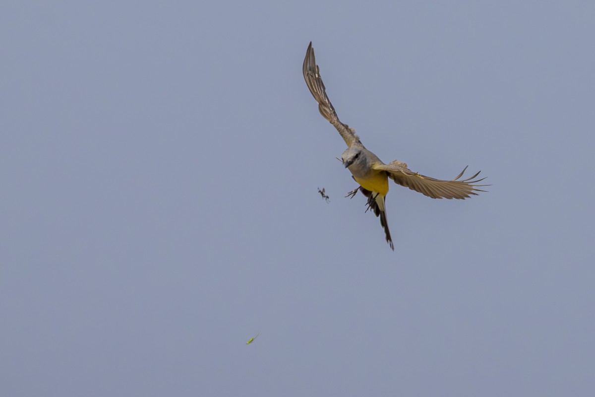 Western Kingbird - ML638852312