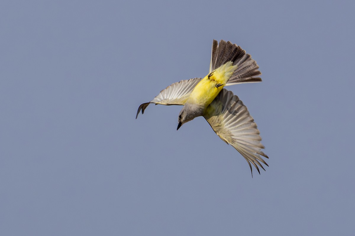 Western Kingbird - ML638852313