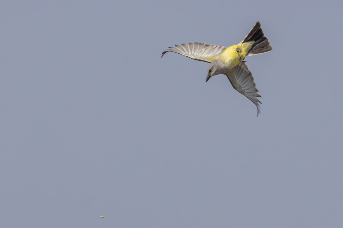 Western Kingbird - ML638852314