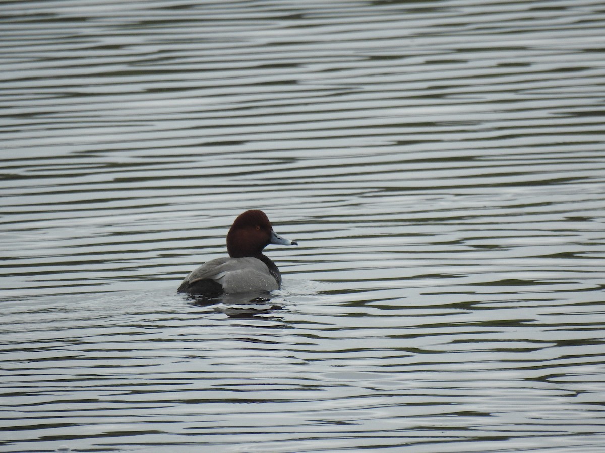 Redhead - ML638852353