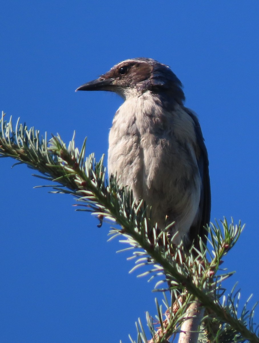 California Scrub-Jay - ML638852366