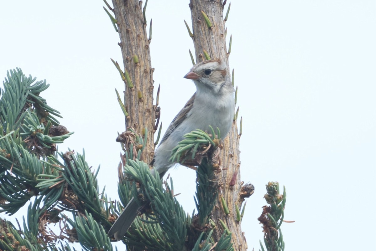 Clay-colored x Field Sparrow (hybrid) - ML638852447