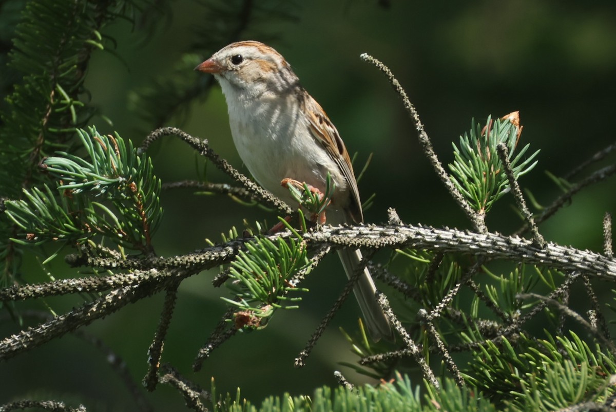 Clay-colored x Field Sparrow (hybrid) - ML638852448