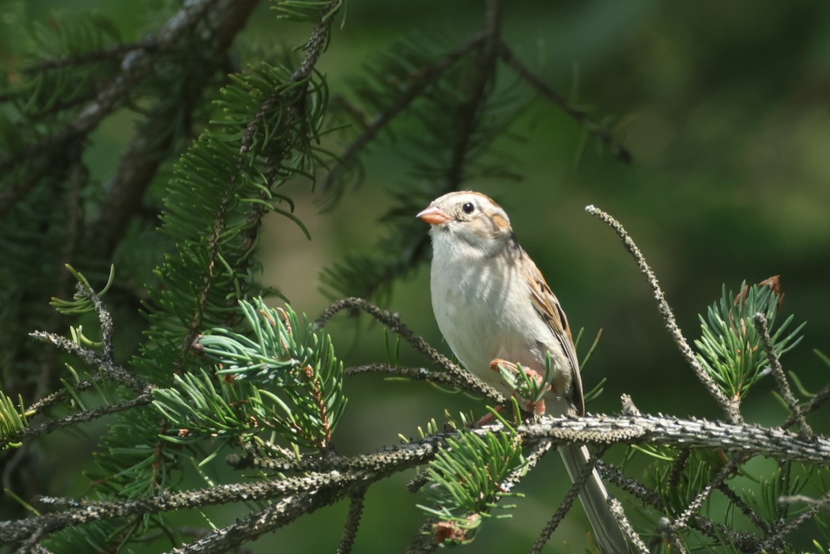 Clay-colored x Field Sparrow (hybrid) - ML638852449