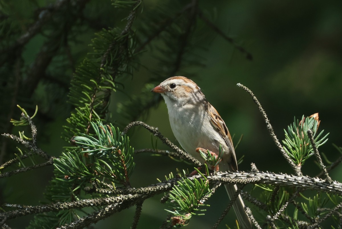 Clay-colored x Field Sparrow (hybrid) - ML638852450