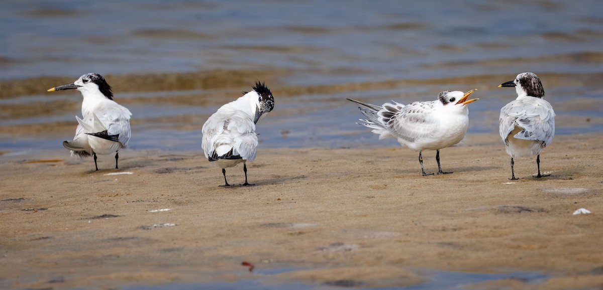Sandwich Tern - ML638852586