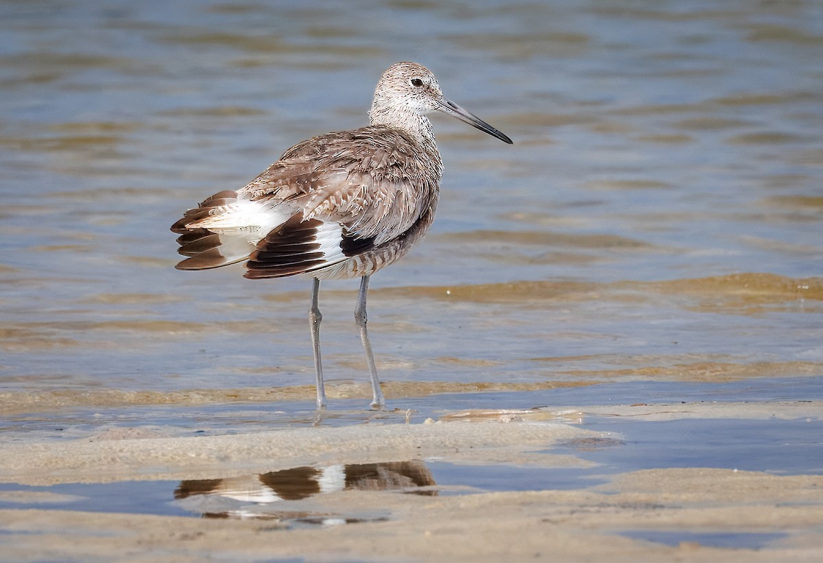 Willet - ML638852616