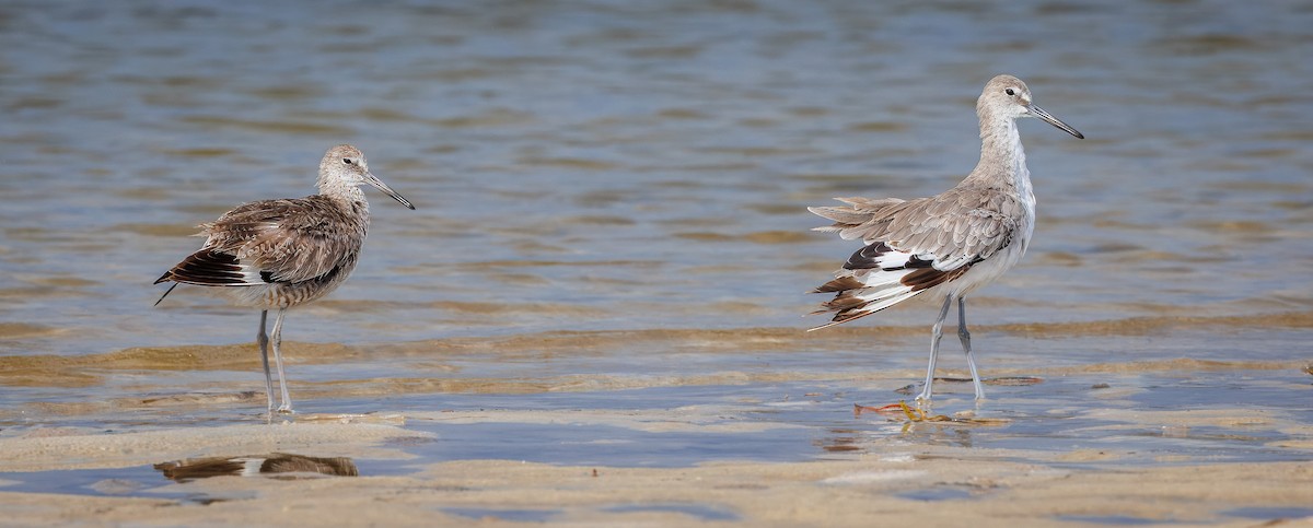 Willet - ML638852617