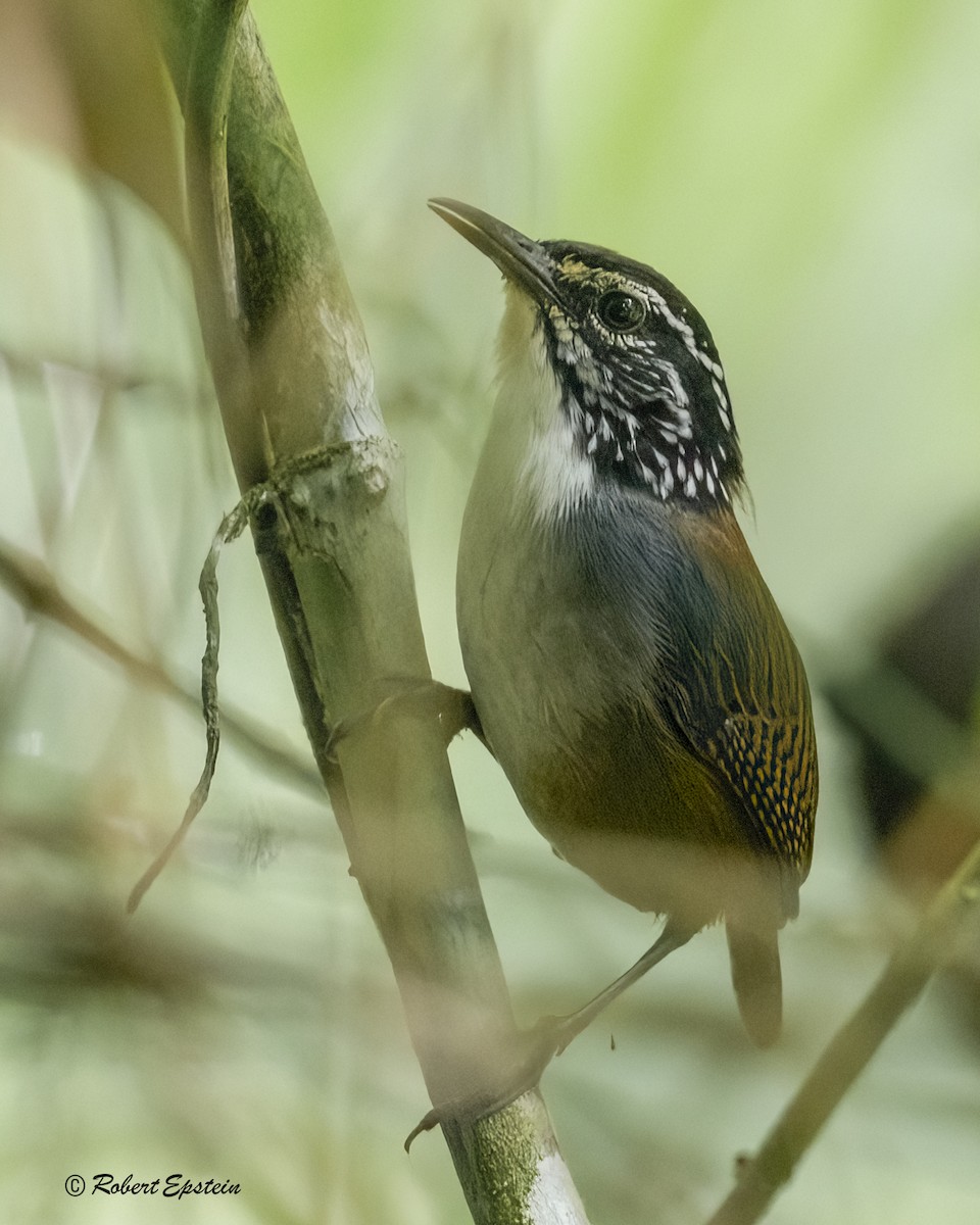 White-breasted Wood-Wren - ML638852622