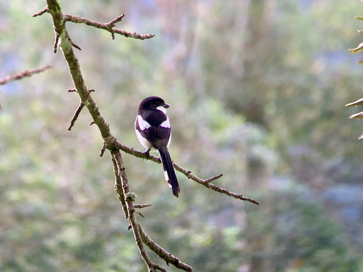 Northern Fiscal - ML638852625