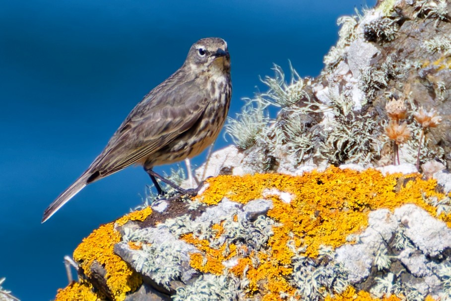 Rock Pipit - ML638852635