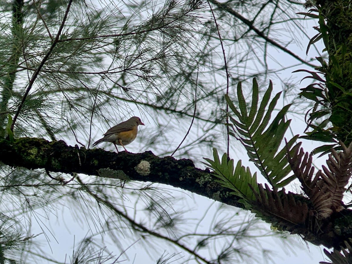 Kurrichane Thrush - ML638852652