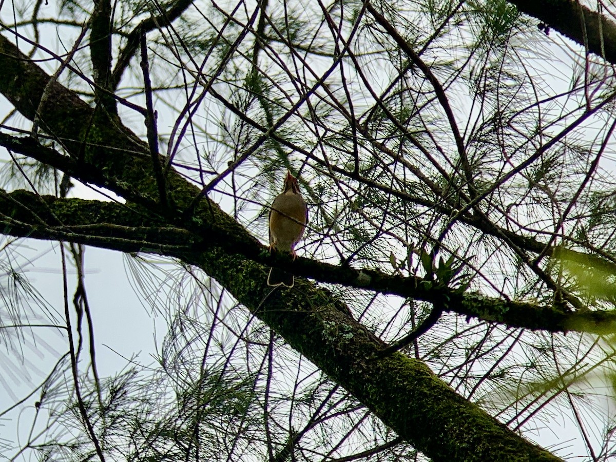 Kurrichane Thrush - ML638852653