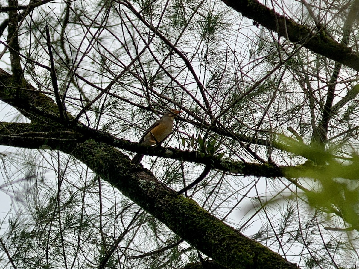 Kurrichane Thrush - ML638852654